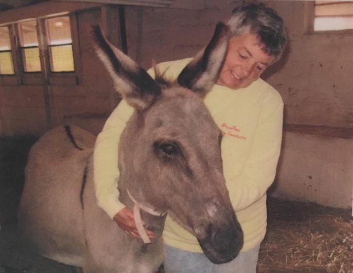 On August 20, 2023, PrimRose Donkey Sanctuary's Sheila Burns and will be celebrating the birthday of the sanctuary's late namesake donkey. PrimRose the donkey was 20 years old in 1994 when Burns adopted her before founding the Roseneath sanctuary in 2001. By the time PrimRose passed away in 2021 in her 47th year, Burns and volunteers were caring for more than 60 donkeys, mules, and other animals at the sanctuary. (Photo courtesy of PrimRose Donkey Sanctuary)