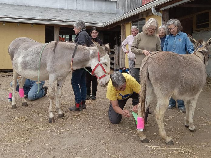 As a registered charity, PrimRose Donkey Sanctuary relies heavily on donations and active support from volunteers. A roster of over 30 volunteers are responsible for feeding and grooming the animals, cleaning up after them, and, most importantly, helping the sanctuary's founder Sheila Burns monitor the health of the donkeys. (Photo courtesy of PrimRose Donkey Sanctuary)