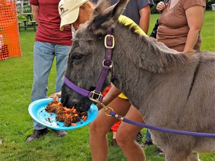 Before she passed away in 2021 in her 47th year, PrimRose the donkey loved celebrating her birthday every year because she loved cake. Everyone is invited to the annual birthday celebrations on August 20, 2023 for the donkey who inspired the opening of PrimRose Donkey Sanctuary in Rosneath. There will be cake, lemonade, iced tea, and cupcakes at the sanctuary on the day that would have been PrimRose's 49th birthday. (Photo courtesy of PrimRose Donkey Sanctuary)