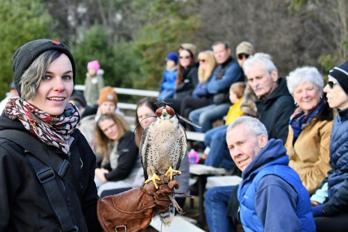 The Eyrie co-owner Kristin Morgan with one of the facility's 23 raptors covering 10 different species, including a saker falcon, American kestrel, bald eagle, black vulture, Harris's hawk, and Eurasian eagle owl. In 2022, The Eyrie began providing on-site demonstrations at their facility at 922 County Road 504 in North Kawartha, and now also photography sessions. (Photo courtesy of The Eyrie)