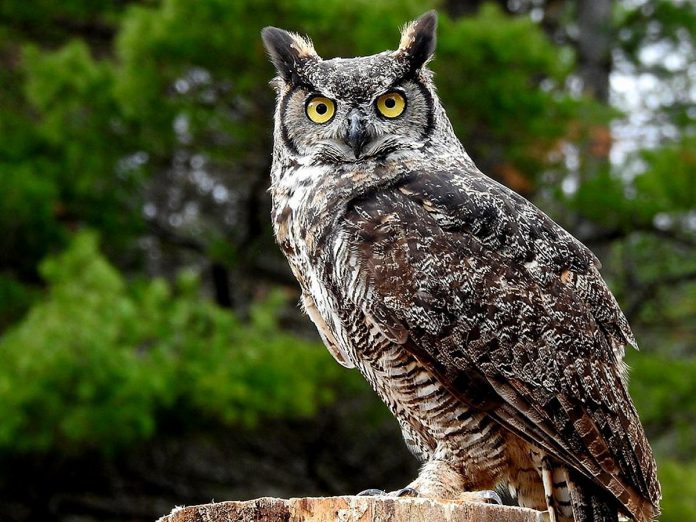 During the winter, The Eyrie hosts "owl prowls" where co-owners Matthew and Kristin Morgan take visitors out on their 50 acres of woodland in search of wild owls. The Morgans use a non-invasive approach of calling to attract owls, who decide whether or not to approach the group. (Photo courtesy of The Eyrie)