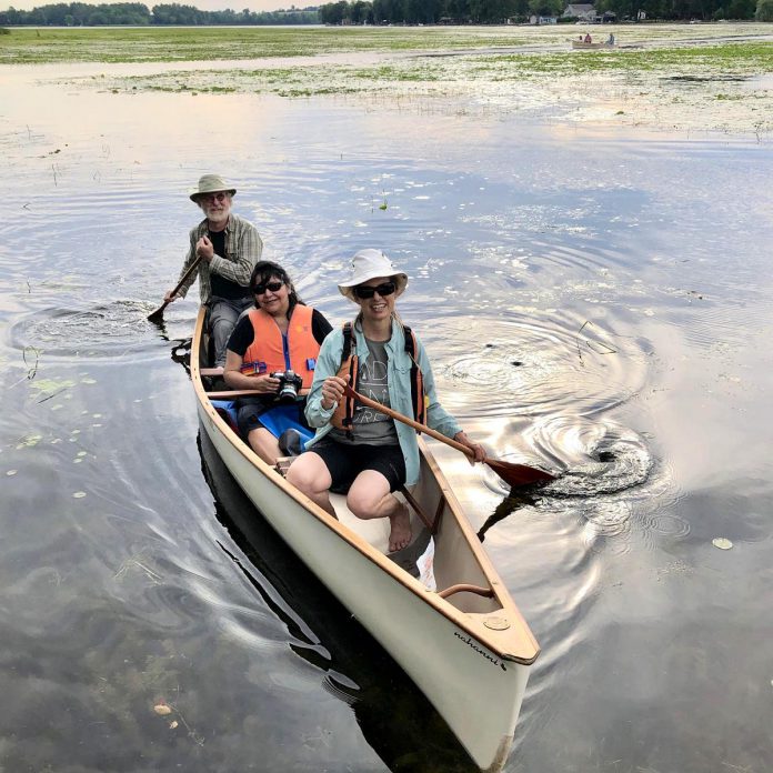 Ian Attridge paddles a canoe with Sue Sauve as Georgie Horton Baptiste takes photos among mnoomin (wild rice) beds in the Kawarthas, a traditional food of the Michi Saagiig Anishinaabeg. (Photo courtesy of Ian Attridge)