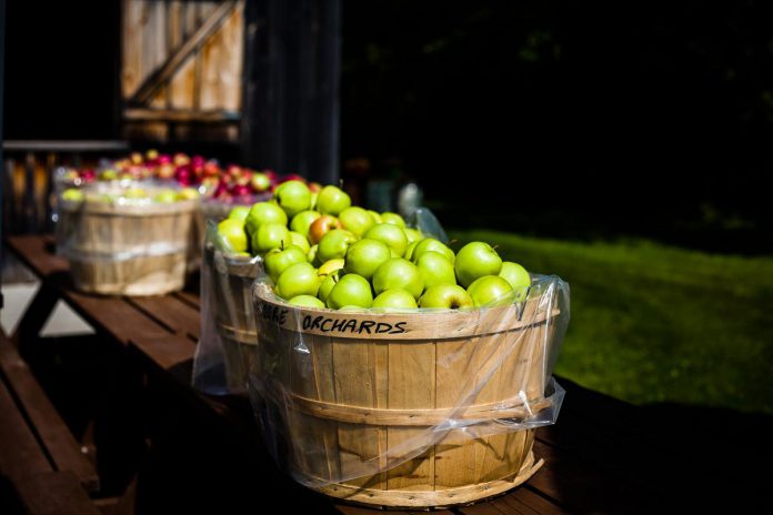 Bushels of apples and fresh apple cider will be for sale to take home with you during Applefest at Lang Pioneer Village Museum in Keene on October 1, 2023. You can also purchase hot or cold apple cider and freshly baked apple treats from the Keene Hotel, play a game of apple tic-tac-toe on the Village Green, make an apple craft, and participate in an apple pie-eating contest on the Village Green. (Photo: Lang Pioneer Village Museum)