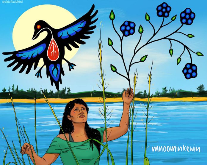 Anishinaabe and Potawatomi artist Chief Lady Bird created this illustration for the annual Mnoominkewin gathering, a celebration of wild rice and Indigenous food sovereignty and cultural resurgence. This year's gathering returns to Curve Lake First Nation on September 23, 2023, and holds special significance on the 100-year anniversary of the 1923 Williams Treaty that curtailed the inherent right of Michi Saagig Nishnaabeg to freely engage in harvesting, hunting, and fishing. (Illustration: Chief Lady Bird)