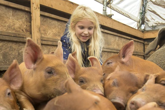 Visit farms across the Kawartha Lakes during Kawartha Farmfest, including Three Forks Farm where you can see the farm's piglets, laying hens, sheep, and pigs socializing out on pasture. (Photo: Three Forks Farm)