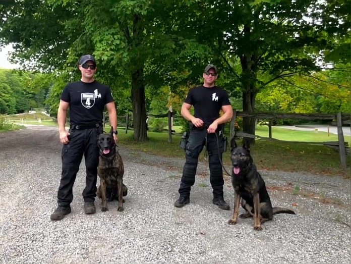 Peterborough police constables Dillon Wentworth and Bob Cowie with police service dogs Gryphon and Isaac at the 2023 National Police Dog Competition held in Barrie from September 5 to 9, 2023. Cowie and Isaac placed fourth in drug detection while Wentworth and Gryphon placed fifth in drug detection and fourth in building searches. (kawarthaNOW screenshot of Peterborough Police Service video)