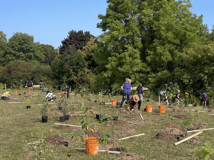 The Trees 4 Peterborough community planting event saw volunteers helped plant 520 trees at Bears Creek Woods Park in Peterborough on September 23, 2023. (Photo: City of Peterborough / Facebook)