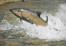 Every fall, people flock to the Ganaraska River in Port Hope to watch and take photos of salmon swimming upstream to spawn, or to fish for the salmon. An increasing number of anglers using unethical and disrespectful fishing practices during the annual salmon run and leaving hooks, gutted fish, and garbage behind has prompted Port Hope resident Sean Carthew to create an online petition calling for the end of fishing in the Ganaraska River between Corbett's Dam and the CN bridge. The petition has surpassed its goal of 10,000 signatures and is now aiming for 15,000. (Photo: Lee Higginson)