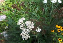Common yarrow, known as waabanoowashk in Anishinaabemowan, has astringent and laxative properties and has been used by Indigenous peoples as a traditional medicine for cuts and abrasions, headaches, and more. (Photo: Hayley Goodchild / GreenUP)