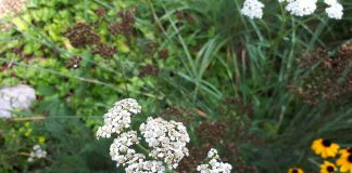 Common yarrow, known as waabanoowashk in Anishinaabemowan, has astringent and laxative properties and has been used by Indigenous peoples as a traditional medicine for cuts and abrasions, headaches, and more. (Photo: Hayley Goodchild / GreenUP)