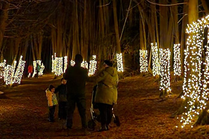 The Illuminated Forest was a popular family attraction last December at Ken Reid Conservation Area near Lindsay. It will again be available nightly from December 2 to 31, 2023. (Photo: Kawartha Conservation)