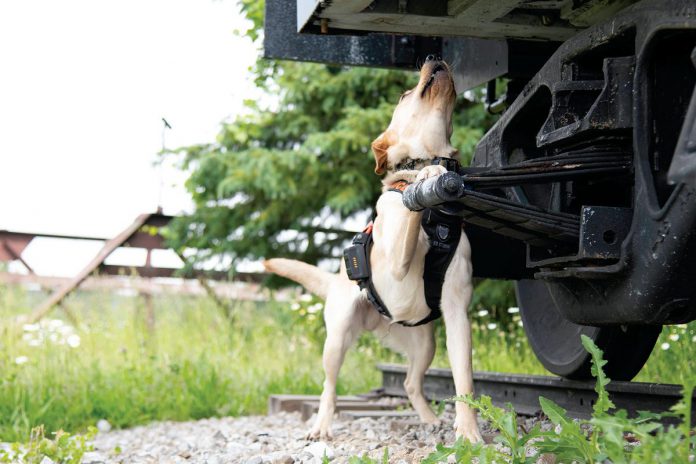 Featured for April in the 2024 OPP canine unit calendar, Hopper is a two-year-old yellow lab whose specialty is search and rescue. Here he is pictured scenting an article located up high in a vehicle. (Photo: OPP)