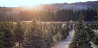 Barrett's Tree Farm, located at 3141 Williamson Road North in Cobourg, is one of eight tree farms located in the greater Kawarthas regions where you can harvest your own Christmas tree in 2023. There are an additional three farms located just outside the Kawarthas in Bowmanville, Courtice and Hampton. (Photo: Barrett's Tree Farm)