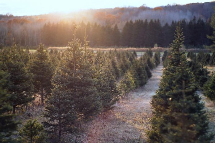 Barrett's Tree Farm, located at 3141 Williamson Road North in Cobourg, is one of eight tree farms located in the greater Kawarthas regions where you can harvest your own Christmas tree in 2023. There are an additional three farms located just outside the Kawarthas in Bowmanville, Courtice and Hampton. (Photo: Barrett's Tree Farm)