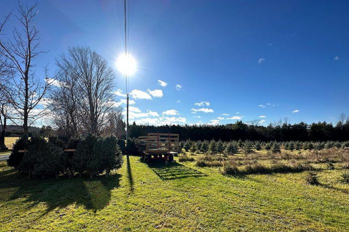 Oake Family Tree Farm at 2474 Sherbrooke Street West in Cavan-Monaghan Township offers pre-cut Balsam Fir and Fraser Fir and cut-your-own Blue Spruce. (Photo: Oake Family Tree Farm)