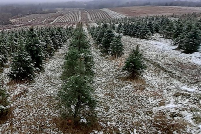 Located at 400 Grassy Road in Omemee, Potash Creek Farm is open on Saturday and Sunday for pre-cut and cut-your-own Balsam Fir. (Photo: Potash Creek Farm)