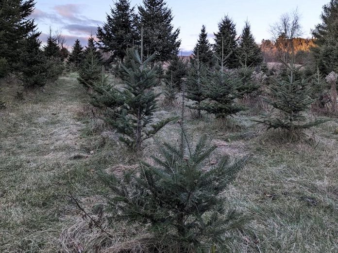 Little Lake Christmas Trees at 182 Bailey Drive in Colborne is open by appointment only on weekends due to a lack of tree growth, which has been common in the region in 2023 due to dry spells and prolonged summer weather. (Photo: Little Lake Christmas Trees)  