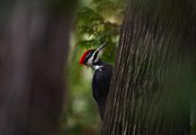 While he has always enjoyed the outdoors, Peterborough-based photographer Curtis Parypa did not fully immerse himself in nature until he encountered a pileated woodpecker in Peterborough's Jackson Park. Taking that photo launched his passion for nature and wildlife photography, and now videography as well. He is turning his hobby photography into a business, now selling photos through his new website, and hoping to participate in markets and fairs in the community in 2024. (Photo: Curtis Parypa)