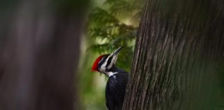 While he has always enjoyed the outdoors, Peterborough-based photographer Curtis Parypa did not fully immerse himself in nature until he encountered a pileated woodpecker in Peterborough's Jackson Park. Taking that photo launched his passion for nature and wildlife photography, and now videography as well. He is turning his hobby photography into a business, now selling photos through his new website, and hoping to participate in markets and fairs in the community in 2024. (Photo: Curtis Parypa)
