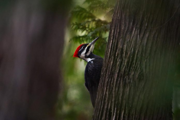 While he has always enjoyed the outdoors, Peterborough-based photographer Curtis Parypa did not fully immerse himself in nature until he encountered a pileated woodpecker in Peterborough's Jackson Park. Taking that photo launched his passion for nature and wildlife photography, and now videography as well. He is turning his hobby photography into a business, now selling photos through his new website, and hoping to participate in markets and fairs in the community in 2024. (Photo: Curtis Parypa)