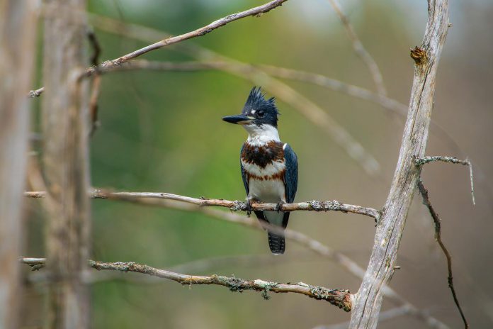 Since becoming a wildlife photographer, Curtis Parypa has learned a lot about the many animals he photographs and often spends time researching and watching to learn the habits of his subjects. Using patience, camouflage, and determination, earlier this year he captured a photo of a belted kingfisher. (Photo: Curtis Parypa)