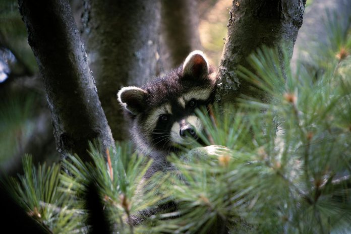 One of Curtis Parypa's favourites, this photo of a raccoon looking down from a tree in Peterborough's Jackson Park is representative of a lot of his work, which often combines urban and natural elements as he takes many of his photos in the city's parks. (Photo: Curtis Parypa)