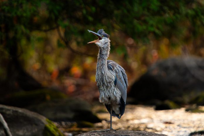 The Great Blue Heron is one of Peterborough-based photographer Curtis Parypa's favourite subjects. (Photo: Curtis Parypa)