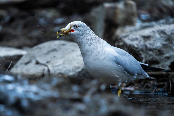 While Curtis Parypa continues to seek rare birds to photograph, he has learned to appreciate the more common birds he overlooked prior to becoming a photographer, such as this ring-billed gull enjoying a meal. (Photo: Curtis Parypa)