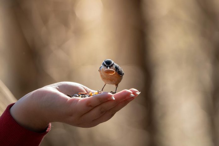 Hand-feeding a red-breasted nuthatch at Miller Creek Wildlife Area in Bridgenorth, one of Peterborough-based photographer Curtis Parypa's favourite spots. (Photo: Curtis Parypa)