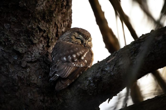 A northern saw-whet owl having a nap in a tree. (Photo: Curtis Parypa)