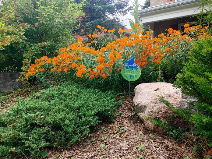 A Water Wise lawn sign is displayed in the front lawn of a Peterborough resident, which boasts colourful flowers alongside drought-tolerant shrubs. (Photo: Laura Keresztesi / GreenUP)