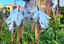 The seeds of butterfly milkweed require at least 30 days of cold stratification to germinate. Seeds can be harvested when the pods begin to split open. (Photo: Hayley Goodchild / GreenUP)