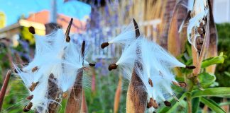 The seeds of butterfly milkweed require at least 30 days of cold stratification to germinate. Seeds can be harvested when the pods begin to split open. (Photo: Hayley Goodchild / GreenUP)