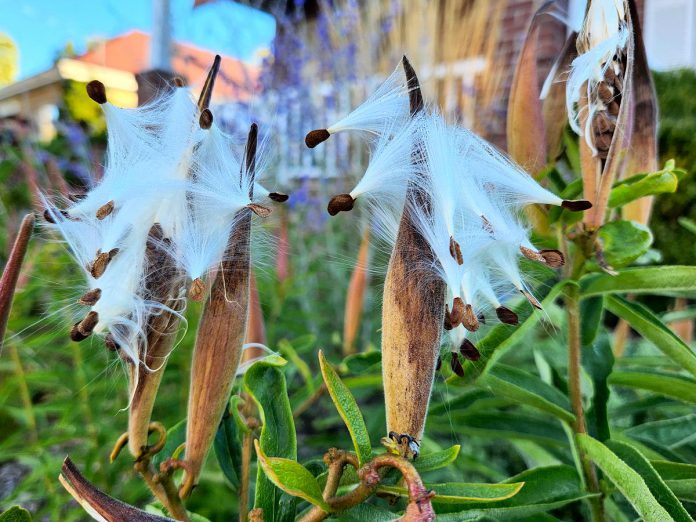 The seeds of butterfly milkweed require at least 30 days of cold stratification to germinate. Seeds can be harvested when the pods begin to split open. (Photo: Hayley Goodchild / GreenUP)