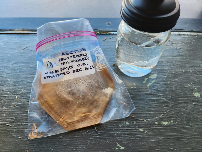 Cold stratification is the process of exposing seeds to cold and moist conditions to kickstart germination, which is when a seed starts to sprout. Here you can see butterfly milkweed seeds in a wet towel and wrapped in a ziploc bag, labelled for a 30-day stratification in the fridge. (Photo: Hayley Goodchild / GreenUP)