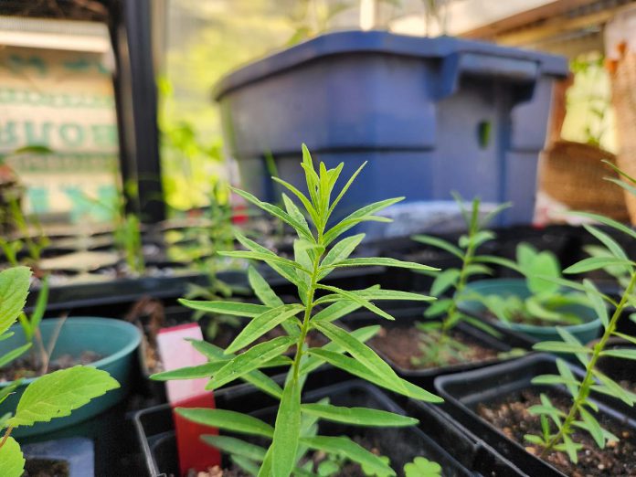 Butterfly milkweed seedlings grown by program coordinator Hayley Goodchild at her home in Peterborough. The seedling pictured here is less than three months old. (Photo: Hayley Goodchild / GreenUP)