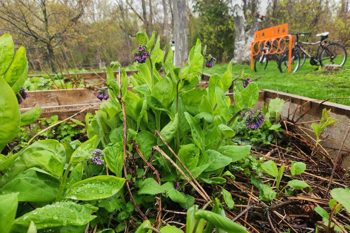 Virginia Bluebells (Mertensia virginica) growing under the Lath House in GreenUP's Ecology Park. This native flower can grow in Ontario, and will be one of the plants propagated by Ecology Park staff in 2024. As a woodland plant, bluebells grow best in partial shade. (Photo by Hayley Goodchild, GreenUP)