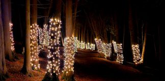 The Illuminated Forest at Ken Reid Conservation Area near Lindsay is a nighttime family attraction during the holidays where hundreds of trees along the Cedar Forest trail are adorned with lights. (Photo: Kawartha Conservation / Facebook)