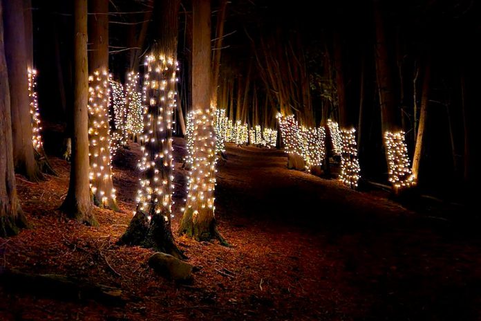 The Illuminated Forest at Ken Reid Conservation Area near Lindsay is a nighttime family attraction during the holidays where hundreds of trees along the Cedar Forest trail are adorned with lights. (Photo: Kawartha Conservation / Facebook)