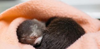 Kawartha Wildlife Centre in Ennismore was forced to close its doors in June 2023 due to shortfall in volunteers combined with the resignation of the centre's authorized wildlife custodian. With no government funding for wildlife rehabilitation in Ontario, the centre is launching an appeal for $200,000 in donations by June 20, 2024. (Photo courtesy of Kawartha Wildlife Centre)