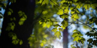 The Nature Conservancy of Canada (NCC) recently unveiled new public walking trails at the Mary West Nature Reserve, located at 1186 County Road 35 in the Municipality of Trent Hills. (Photo: Chelsea Marcantonio / NCC)