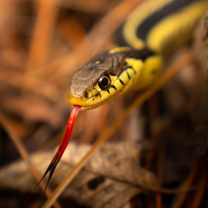 An eastern garter snake at Mary West Nature Reserve, located at 1186 County Road 35 in the Municipality of Trent Hills near Campbellford. (Photo: Chelsea Marcantonio / NCC)