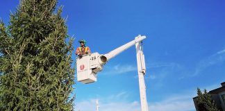 On December 15, 2023, the City of Peterborough will host a lighting ceremony for a 35-foot-tall local spruce tree installed on November 30 in Quaker Foods City Square in downtown Peterborough. (Photo: Treescape Certified Arborists / Facebook)