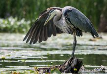 Rachelle Richard Mack is a nature and wildlife photographer based in Viewlake, a community just west of Janetville in Kawartha Lakes. Her home on Lake Scugog gives her plenty of inspiration and opportunity to capture nature from the most unexpected perspectives. Of the abundance of wildlife that she has turned into a subject, Sid the Heron is one of the most popular, having been regularly featured in various publications and often shared through kawarthaNOW's social media channels. (Photo: Rachelle Richard Mack)