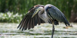 Rachelle Richard Mack is a nature and wildlife photographer based in Viewlake, a community just west of Janetville in Kawartha Lakes. Her home on Lake Scugog gives her plenty of inspiration and opportunity to capture nature from the most unexpected perspectives. Of the abundance of wildlife that she has turned into a subject, Sid the Heron is one of the most popular, having been regularly featured in various publications and often shared through kawarthaNOW's social media channels. (Photo: Rachelle Richard Mack)