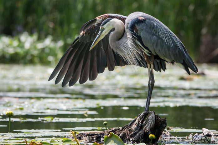 Rachelle Richard Mack is a nature and wildlife photographer based in Viewlake, a community just west of Janetville in Kawartha Lakes. Her home on Lake Scugog gives her plenty of inspiration and opportunity to capture nature from the most unexpected perspectives. Of the abundance of wildlife that she has turned into a subject, Sid the Heron is one of the most popular, having been regularly featured in various publications and often shared through kawarthaNOW's social media channels. (Photo: Rachelle Richard Mack)