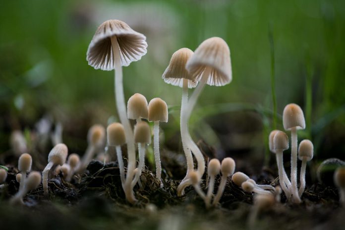 To take one of her favourite photos, "Dancing Mushrooms," nature and wildlife photographer Rachelle Richard Mack had to change her perspective to get down and dirty on the forest floor. For her, changing perspective is one of the most important things to consider when taking nature and wildlife photographs. (Photo: Rachelle Richard Mack)