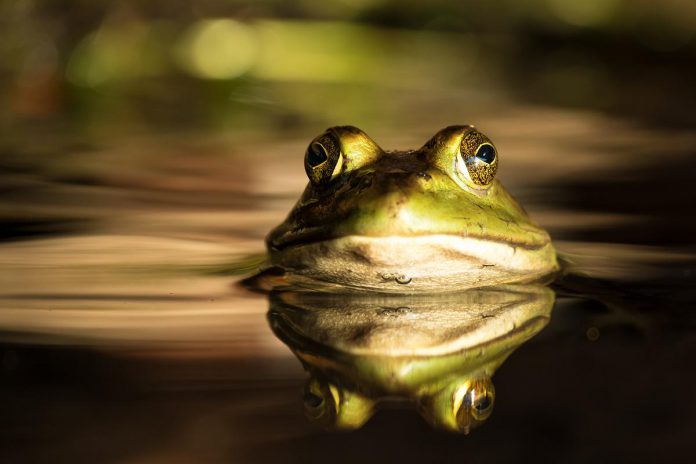 One of Rachelle Richard Mack's earliest introductions to nature and wildlife photography came from her desire to capture sunsets on Lake Scugog. She then began to introduce flora and fauna into her images, including this frog she has named Frederico. (Photo: Rachelle Richard Mack)