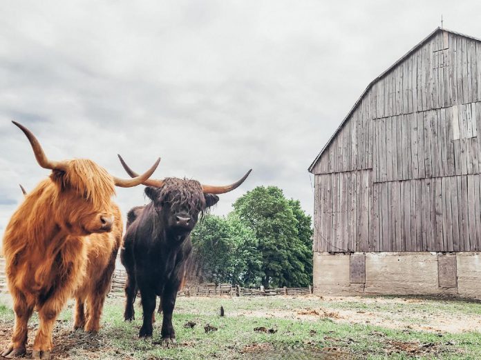 For Erica Dillon, getting Highland cattle at Stonefields Farm was a dream come true. Originating in Scotland, the hardy breed of cattle is easily recognizable with its long horns and shaggy coat. The hobby farm is now home to one bull, four cows, and five calves that were born as recently as three months ago. (Photo courtesy of Erica Dillon)