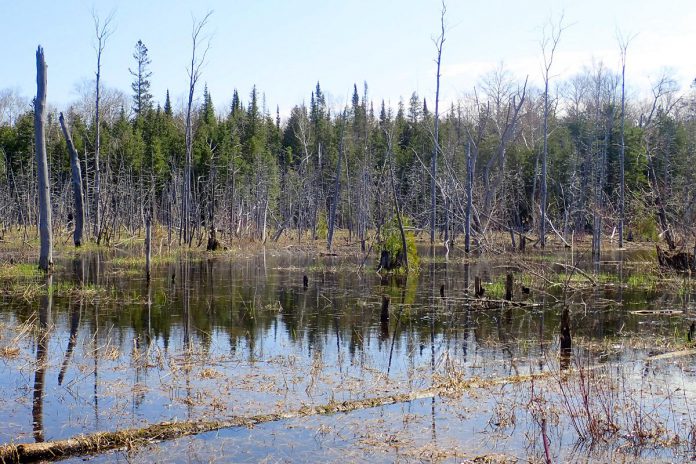 The Nature Conservancy of Canada's 445-hectare Britain Lake Wetland and Woodlands property on the Saugeen Bruce Peninsula features beech trees providing fatty meals of beech nuts for the unique local population of American black bears. As a result of geography and human development that have restricted their movement, the small number of bears left in the region are genetically distinct from their provincial cousins and, without adequate protection, could become locally extinct within a generation. Having space to eat, sleep, roam and mate around intact natural spaces such as Britain Lake is vital for their survival. (Photo courtesy of Nature Conservancy of Canada)
